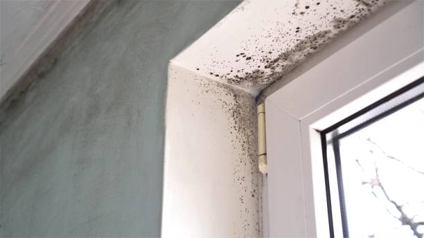 Best Attic Mold Removal  in Crane, TX