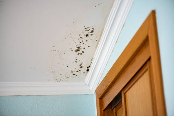 Best Mold Inspection  in Crane, TX