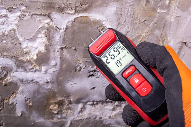 Best Mold Removal Company Near Me  in Crane, TX