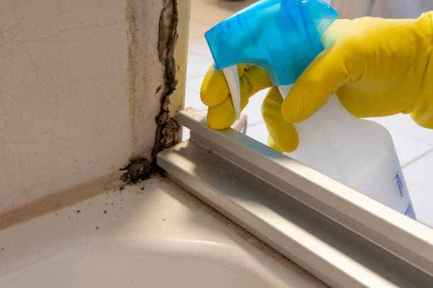 Best Commercial Mold Removal  in Crane, TX