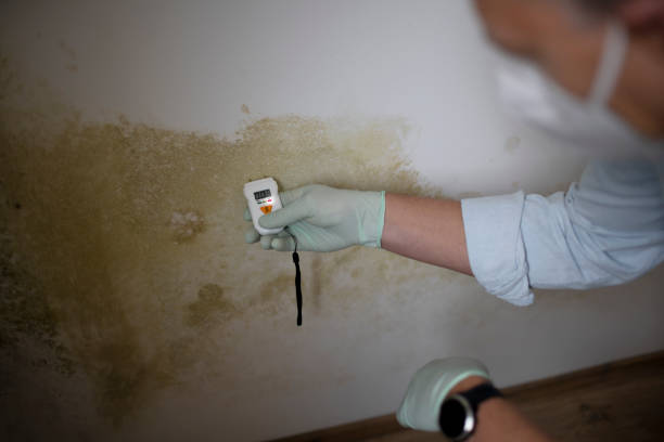 Attic Mold Removal in Crane, TX