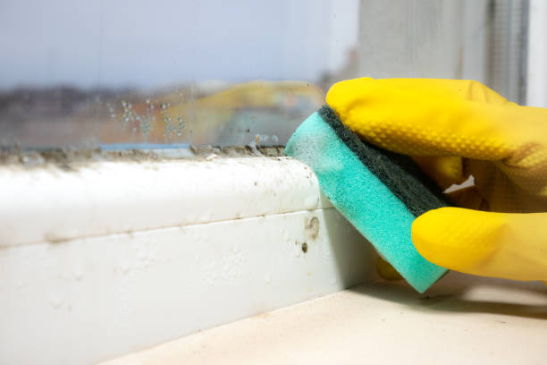 Best Local Mold Removal Service  in Crane, TX