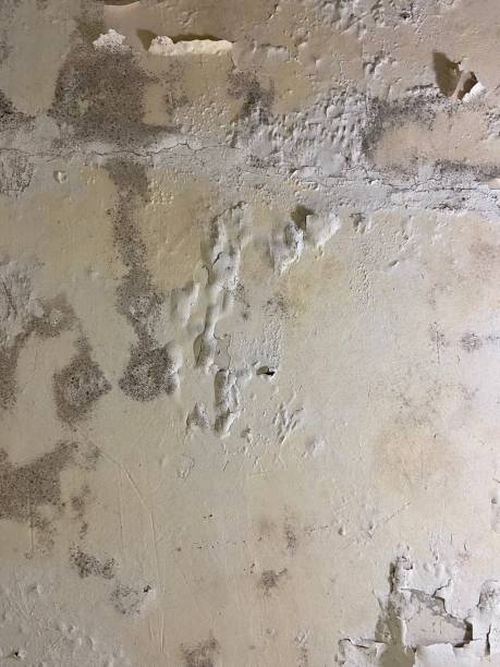 Best Affordable Mold Removal  in Crane, TX
