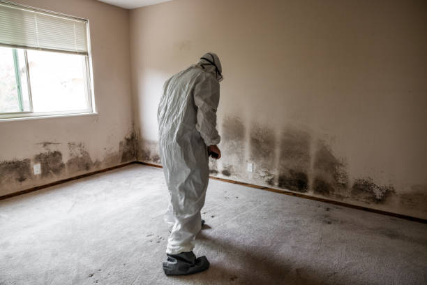 Best Mold Damage Repair  in Crane, TX