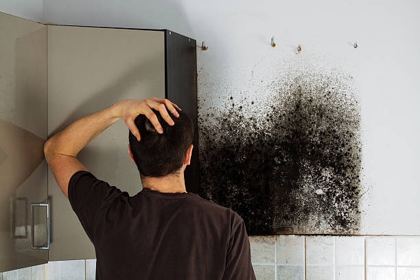 Best Black Mold Removal  in Crane, TX