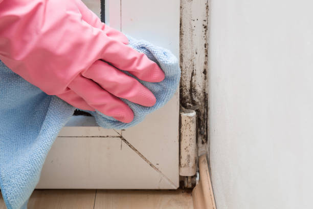 Best Mold Testing  in Crane, TX