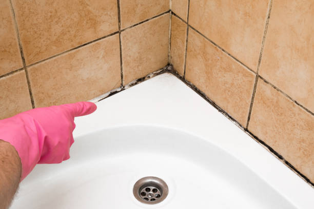 Home Mold Removal in Crane, TX